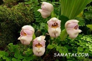 گل عجیب و نادر که شبیه نوزاد در گهواره است + تصاویر 568 1333169138 samatak com