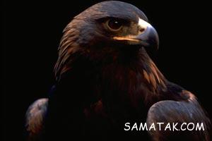 متولد شدن اولین جوجه عقاب طلایی در ایران + تصاویر 159 1676592040 samatak com