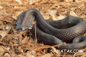 مارهای عجیب دنیا 1 2042785657 samatak com