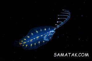 232577974 samatak com