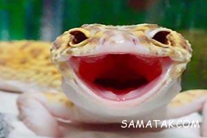 تصاویر مارمولک خنده دار 157 1156274332 samatak com