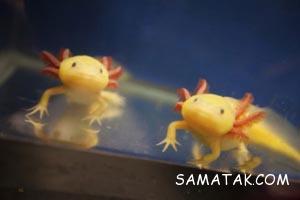 گربه ماهی راه رونده (عکس) 50 1581711424 samatak com