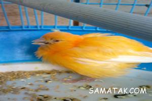 انواع بیماری قناری ها 47 1850759118 samatak com