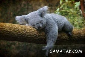 772450193 samatak com