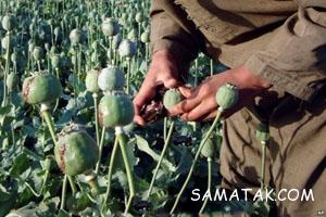 کاشت داشت برداشت خشخاش 1 667729940 samatak com