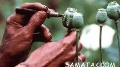 خوردن شیره تریاک چه عوارضی دارد 15 خوردن شیره تریاک چه عوارضی دارد