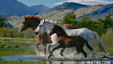 شکستن پای اسب و آنچه باید بدانید 77 1748597975 samatak com