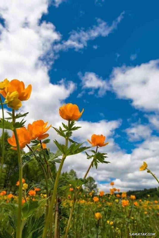جملات زیبا برای صبح بخیر گفتن جملات زیبا برای صبح بخیر گفتن