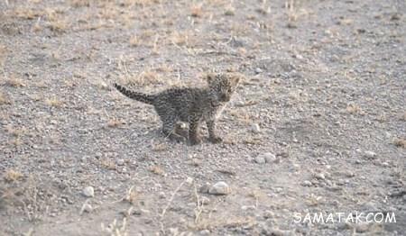 شیر دادن حیوانات به بچه هایشان شیر دادن حیوانات به بچه هایشان