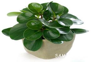 روش نگهداری گل پپرومیا Peperomia در آپارتمان 567 929577726 samatak com