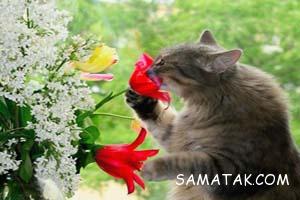 عکس های خنده دار گربه ها 217 1272461945 samatak com