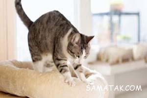 ورز دادن گربه | معنی حرکات گربه 5 386663344 samatak com