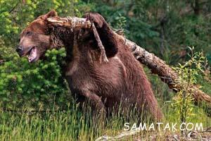 بزرگترین خرس گریزلی جهان 27 456410554 samatak com