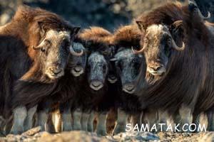 عکس های طبیعت با کیفیت full hd 90 709498874 samatak com