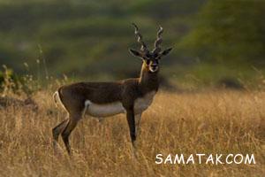 سریعترین حیوانات دنیا 1 534376363 samatak com