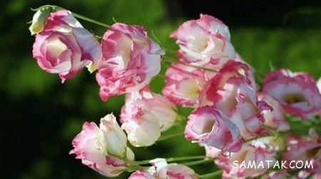 گل های گران قیمت دنیا را بشناسید + تصاویر