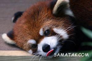 پاندای قرمز حیوان بسیار عجیب + تصاویر 6 1106900995 samatak com