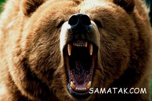 حیواناتی که آرواره های بسیار قوی دارند + تصاویر 7 1240277240 samatak com