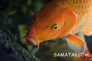 پیرترین حیوانات دنیا + تصاویر 26 1878495089 samatak com