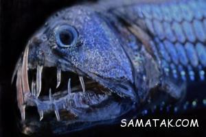 هیولاهای وحشتناک اعماق اقیانوس ها 12 2020493757 samatak com