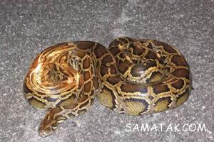 مارهای غول پیکری می توانند یک انسان را ببلعند + تصاویر 8 220776938 samatak com