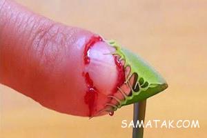 گیاهان وحشی و کشنده در جهان + تصاویر 565 328139419 samatak com