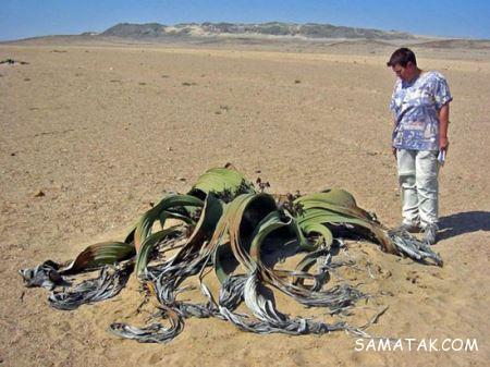 زیباترین مرز بین دریا و بیابان نامیب زیباترین مرز بین دریا و بیابان نامیب