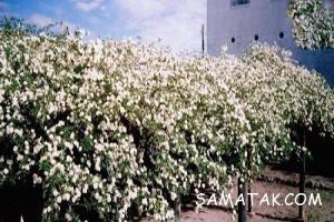 بوته رز آمریکایی بزرگترین بوته رز سفید جهان 564 1747594630 samatak com