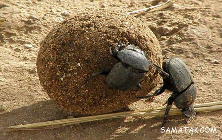 حشره بزرگ شبیه سوسک که مدفوع می خورد + تصاویر