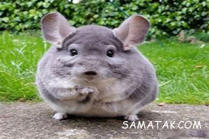 چینچیلا جونده بامزه که گرانترین پوست را دارد 52 32719411 samatak com