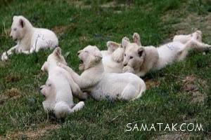 توله های شیر سفید کمیاب در چک بدنیا آمدند + تصاویر 1 127005631 samatak com