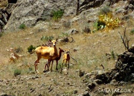 پارک های خلوت و دنج تهران برای ملاقات عاشقانه زوجین پارک های خلوت و دنج تهران برای ملاقات عاشقانه زوجین
