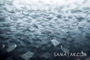 مهاجرت حیوانات با استفاده از جهت یابی درست 44 547400559 samatak com