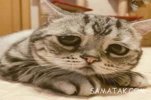 خوشگل ترین گربه با چهره دوست داشتنی در جهان 35 233579959 samatak com