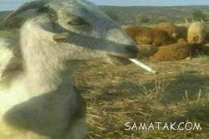 سری جدید متن و عکسهای خنده دار و طنز بامزه و باحال 210 118539828 samatak com