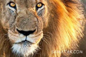 خصوصیات اخلاقی شیرهای جهان 27 12568212 samatak com