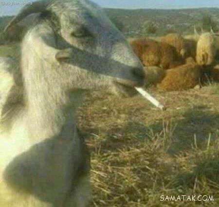 سری جدید متن و عکسهای خنده دار و طنز بامزه و باحال سری جدید متن و عکسهای خنده دار و طنز بامزه و باحال
