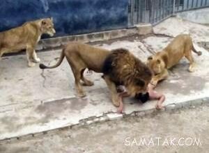 شیرهای گرسنه باغ وحش مرد جوان را خوردند (تصاویر 18+) 155 1819059374 samatak com