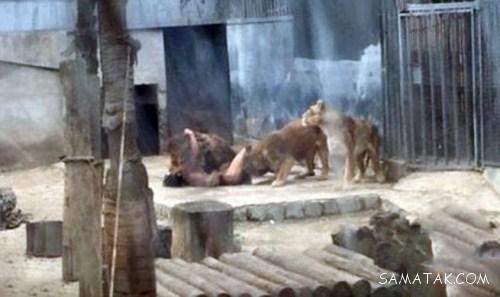 شیرهای گرسنه باغ وحش مرد جوان را خوردند (تصاویر 18+) شیرهای گرسنه باغ وحش مرد جوان را خوردند (تصاویر 18+)