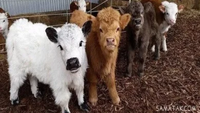 عکس گوساله کوچک تازه متولد شده زیبا و بامزه 7 عکس گوساله