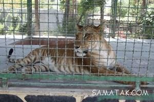 تایگون ایرانی، نتیجه جفت گیری ببر نر با شیر ماده + تصاویر 30 333593307 samatak com