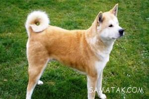 وحشی ترین نژادهای سگ در جهان 28 1826009454 samatak com