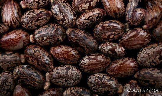 سمی ترین مواد دنیا به ترتیب میزان دوز