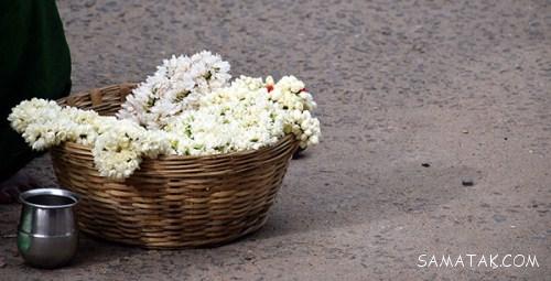 عکس گلهای یاس (یاسمن) رنگارنگ بسیار زیبا عکس گلهای یاس (یاسمن) رنگارنگ بسیار زیبا