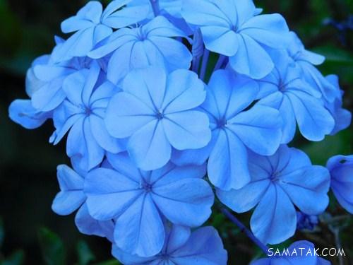 عکس گلهای یاس (یاسمن) رنگارنگ بسیار زیبا عکس گلهای یاس (یاسمن) رنگارنگ بسیار زیبا