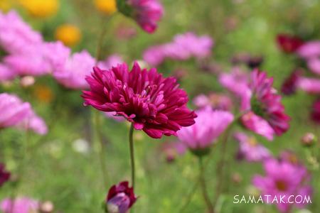 عکس گل های زیبای جهان