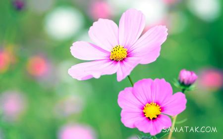 عکس گل های زیبای جهان عکس گل های زیبای جهان