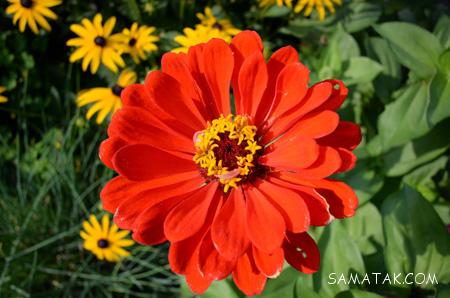 عکس گل های زیبای جهان