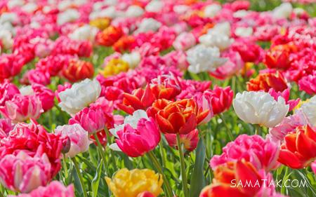 عکس گل های زیبای جهان عکس گل های زیبای جهان