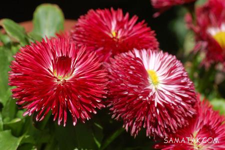 عکس گل های زیبای جهان عکس گل های زیبای جهان